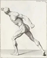 An illustration from Anatomia per uso et intelligenza del disegno; ricercata non solo su gl'ossi e muscoli del corpo humano, ma dimostrata ancora su le statue antiche più insigni di Roma; (1691)