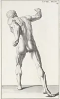 An illustration from Anatomia per uso et intelligenza del disegno; ricercata non solo su gl'ossi e muscoli del corpo humano, ma dimostrata ancora su le statue antiche più insigni di Roma; (1691)