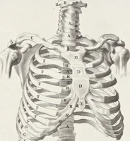 An illustration from Anatomia per uso et intelligenza del disegno; ricercata non solo su gl'ossi e muscoli del corpo humano, ma dimostrata ancora su le statue antiche più insigni di Roma; (1691)