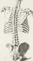 An illustration from Anatomia per uso et intelligenza del disegno; ricercata non solo su gl'ossi e muscoli del corpo humano, ma dimostrata ancora su le statue antiche più insigni di Roma; (1691)