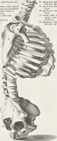 An illustration from Anatomia per uso et intelligenza del disegno; ricercata non solo su gl'ossi e muscoli del corpo humano, ma dimostrata ancora su le statue antiche più insigni di Roma; (1691)