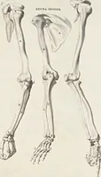 An illustration from Anatomia per uso et intelligenza del disegno; ricercata non solo su gl'ossi e muscoli del corpo humano, ma dimostrata ancora su le statue antiche più insigni di Roma; (1691)