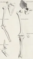 An illustration from Anatomia per uso et intelligenza del disegno; ricercata non solo su gl'ossi e muscoli del corpo humano, ma dimostrata ancora su le statue antiche più insigni di Roma; (1691)