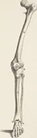 An illustration from Anatomia per uso et intelligenza del disegno; ricercata non solo su gl'ossi e muscoli del corpo humano, ma dimostrata ancora su le statue antiche più insigni di Roma; (1691)