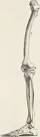 An illustration from Anatomia per uso et intelligenza del disegno; ricercata non solo su gl'ossi e muscoli del corpo humano, ma dimostrata ancora su le statue antiche più insigni di Roma; (1691)