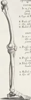 An illustration from Anatomia per uso et intelligenza del disegno; ricercata non solo su gl'ossi e muscoli del corpo humano, ma dimostrata ancora su le statue antiche più insigni di Roma; (1691)
