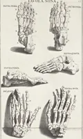 An illustration from Anatomia per uso et intelligenza del disegno; ricercata non solo su gl'ossi e muscoli del corpo humano, ma dimostrata ancora su le statue antiche più insigni di Roma; (1691)