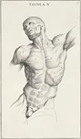An illustration from Anatomia per uso et intelligenza del disegno; ricercata non solo su gl'ossi e muscoli del corpo humano, ma dimostrata ancora su le statue antiche più insigni di Roma; (1691)