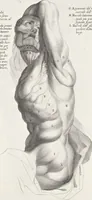 An illustration from Anatomia per uso et intelligenza del disegno; ricercata non solo su gl'ossi e muscoli del corpo humano, ma dimostrata ancora su le statue antiche più insigni di Roma; (1691)