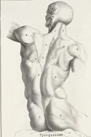 An illustration from Anatomia per uso et intelligenza del disegno; ricercata non solo su gl'ossi e muscoli del corpo humano, ma dimostrata ancora su le statue antiche più insigni di Roma; (1691)
