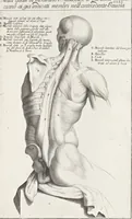 An illustration from Anatomia per uso et intelligenza del disegno; ricercata non solo su gl'ossi e muscoli del corpo humano, ma dimostrata ancora su le statue antiche più insigni di Roma; (1691)