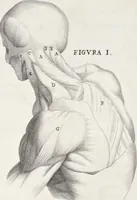 An illustration from Anatomia per uso et intelligenza del disegno; ricercata non solo su gl'ossi e muscoli del corpo humano, ma dimostrata ancora su le statue antiche più insigni di Roma; (1691)