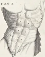 An illustration from Anatomia per uso et intelligenza del disegno; ricercata non solo su gl'ossi e muscoli del corpo humano, ma dimostrata ancora su le statue antiche più insigni di Roma; (1691)