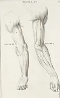An illustration from Anatomia per uso et intelligenza del disegno; ricercata non solo su gl'ossi e muscoli del corpo humano, ma dimostrata ancora su le statue antiche più insigni di Roma; (1691)