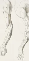 An illustration from Anatomia per uso et intelligenza del disegno; ricercata non solo su gl'ossi e muscoli del corpo humano, ma dimostrata ancora su le statue antiche più insigni di Roma; (1691)