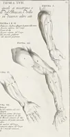 An illustration from Anatomia per uso et intelligenza del disegno; ricercata non solo su gl'ossi e muscoli del corpo humano, ma dimostrata ancora su le statue antiche più insigni di Roma; (1691)