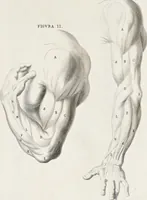 An illustration from Anatomia per uso et intelligenza del disegno; ricercata non solo su gl'ossi e muscoli del corpo humano, ma dimostrata ancora su le statue antiche più insigni di Roma; (1691)