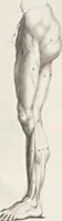 An illustration from Anatomia per uso et intelligenza del disegno; ricercata non solo su gl'ossi e muscoli del corpo humano, ma dimostrata ancora su le statue antiche più insigni di Roma; (1691)