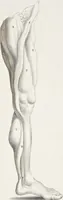 An illustration from Anatomia per uso et intelligenza del disegno; ricercata non solo su gl'ossi e muscoli del corpo humano, ma dimostrata ancora su le statue antiche più insigni di Roma; (1691)