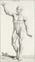 An illustration from Anatomia per uso et intelligenza del disegno; ricercata non solo su gl'ossi e muscoli del corpo humano, ma dimostrata ancora su le statue antiche più insigni di Roma; (1691)