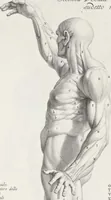 An illustration from Anatomia per uso et intelligenza del disegno; ricercata non solo su gl'ossi e muscoli del corpo humano, ma dimostrata ancora su le statue antiche più insigni di Roma; (1691)