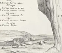 Picture 31 of 52 from Anatomia per uso et intelligenza del disegno; ricercata non solo su gl'ossi e muscoli del corpo humano, ma dimostrata ancora su le statue antiche più insigni di Roma; (1691), leaf 80