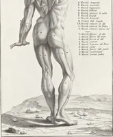 An illustration from Anatomia per uso et intelligenza del disegno; ricercata non solo su gl'ossi e muscoli del corpo humano, ma dimostrata ancora su le statue antiche più insigni di Roma; (1691)