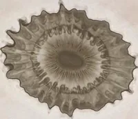 An illustration from Der Bildungstrieb der Stoffe : veranschaulicht in selbstständig gewachsenen Bildern (Fortsetzung der Musterbilder) (1855)