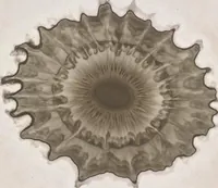 Picture 3 of 10 from Der Bildungstrieb der Stoffe : veranschaulicht in selbstständig gewachsenen Bildern (Fortsetzung der Musterbilder) (1855), leaf 16