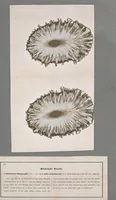 An illustration from Der Bildungstrieb der Stoffe : veranschaulicht in selbstständig gewachsenen Bildern (Fortsetzung der Musterbilder) (1855)