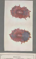 An illustration from Der Bildungstrieb der Stoffe : veranschaulicht in selbstständig gewachsenen Bildern (Fortsetzung der Musterbilder) (1855)
