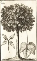 Picture 21 of 24 from Nouveaux memoires sur l'etat present de la Chine (1696), leaf 398