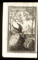 An illustration from Giro del mondo del dottor d. Gio. Francesco Gemelli Careri (1699)