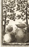 An illustration from Giro del mondo del dottor d. Gio. Francesco Gemelli Careri (1699)