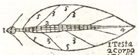 An illustration from Giro del mondo del dottor d. Gio. Francesco Gemelli Careri (1699)