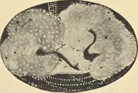 An illustration from Studii︠a︡ impressionistov : kniga 1-ai︠a︡ (1910)