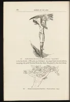 Picture 5 of 11 from The history of Our Lord as exemplified in works of art : with that of His types, St. John the Baptist, and other persons of the Old and New Testament (1890), leaf 213