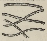 An illustration from Textile calculations : being a guide to calculations relating to the construction of all kinds of yarns and fabrics, the analysis of cloth, speed, power and belt calculations : for the use of students, operatives, overseers and manufacturers (1896)
