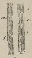 An illustration from Handbuch der Färberei und der damit verwandten : vorbereitenden und vollendenden Gewerbe : Enthaltend die Färberei der Gebräuchlicheren ... (1889)