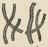 An illustration from The structure of fibres, yarns and fabrics : being a practical treatise for the use of all persons employed in the manufacture of textile fabrics (1891)
