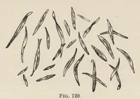 An illustration from The structure of fibres, yarns and fabrics : being a practical treatise for the use of all persons employed in the manufacture of textile fabrics (1891)