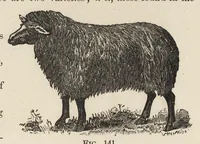 Picture 7 of 18 from The structure of fibres, yarns and fabrics : being a practical treatise for the use of all persons employed in the manufacture of textile fabrics (1891), leaf 94