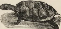 An illustration from Ancient pagan and modern Christian symbolism (1922)