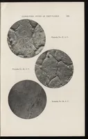 Picture 12 of 18 from Paint technology and tests (1911), leaf 176