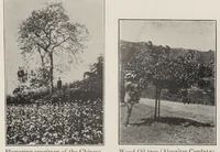 Picture 2 of 18 from Paint technology and tests (1911), leaf 24