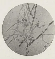 An illustration from The chemistry and technology of paints (1916)