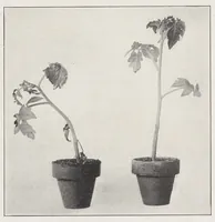 An illustration from Papers on paint and varnish and the materials used in their manufacture (1920)