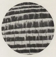 An illustration from Papers on paint and varnish and the materials used in their manufacture (1920)