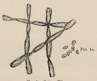 An illustration from The dyeing of cotton fabrics : a practical handbook for the dyer and student (1901)