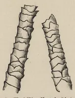 An illustration from The dyeing of woollen fabrics (1902)
